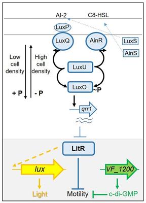 Quorum Sensing and Cyclic di-GMP Exert Control Over Motility of Vibrio fischeri KB2B1